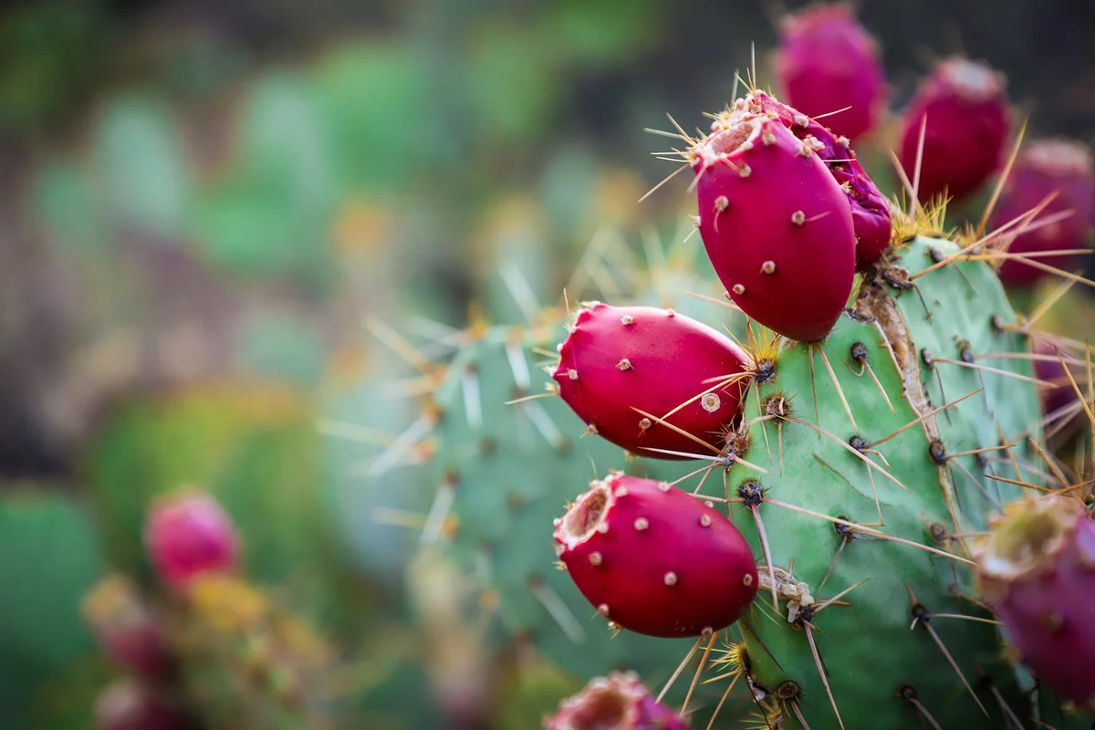Discover the Delicious Cactus with Fruits: 8 Exotic Fruits to Savor