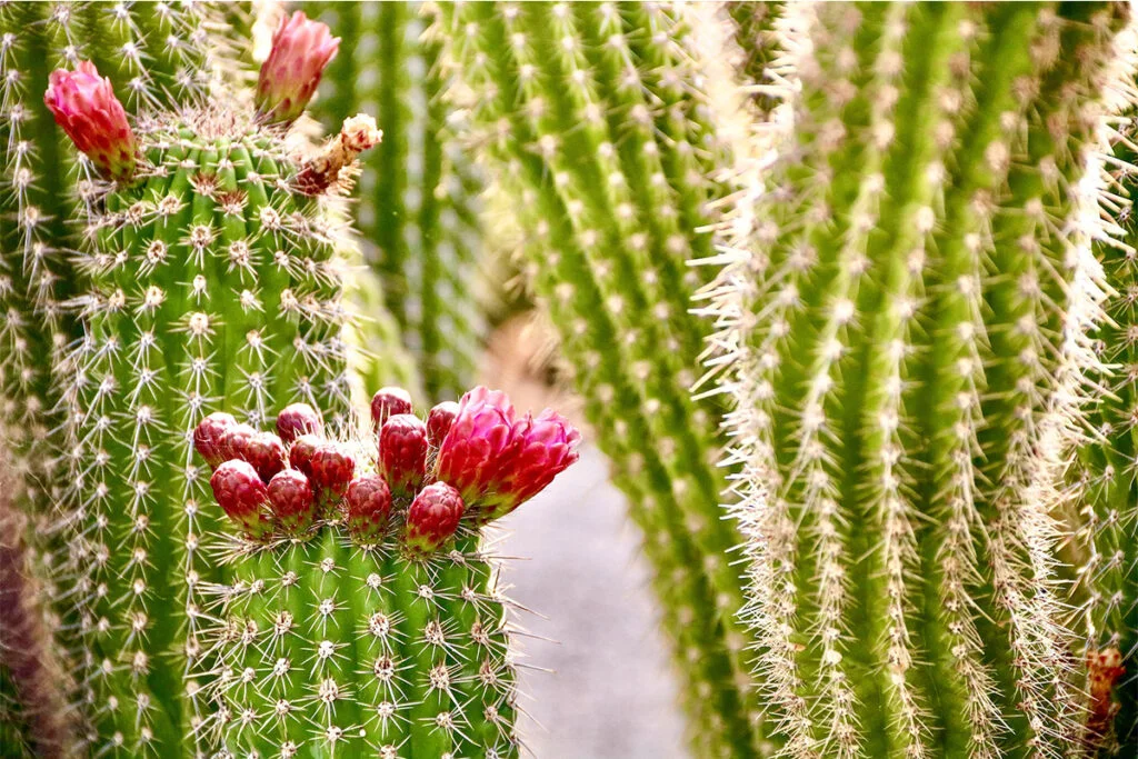 Cactus with Fruits
