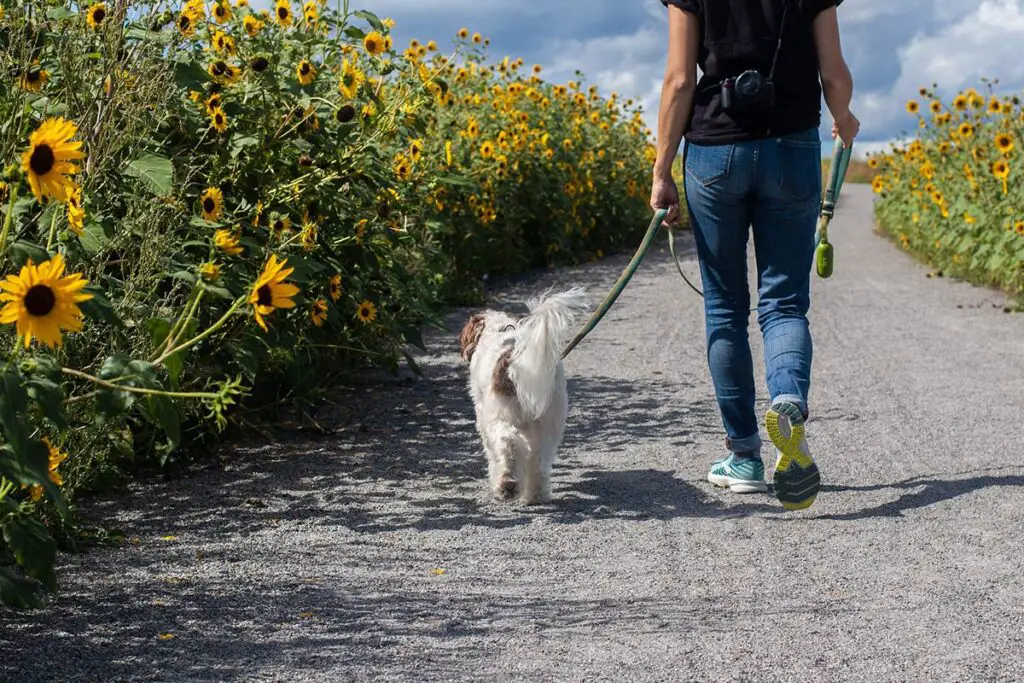 Can Dogs Eat Sunflower Butter? Is It Safe?