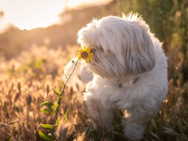 Can Dogs Eat Sunflower Butter? Is It Safe?
