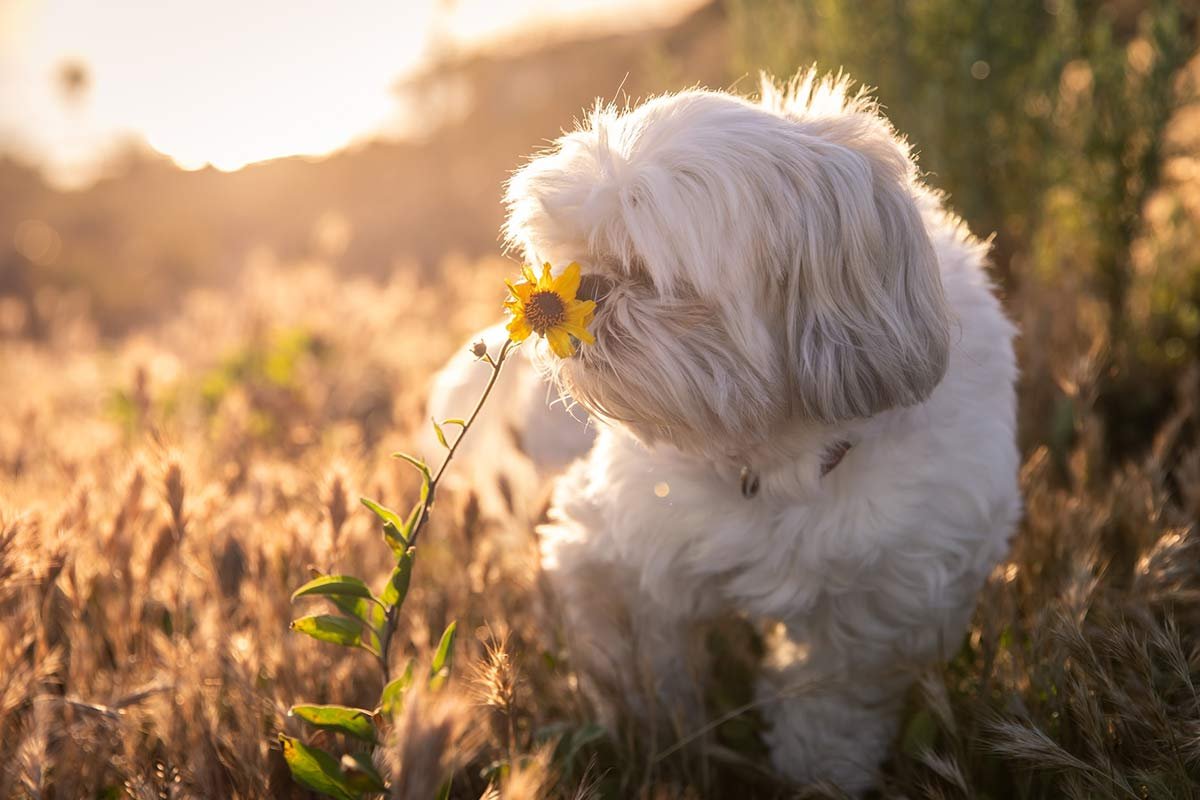 Can Dogs Eat Sunflower Butter? Is It Safe?