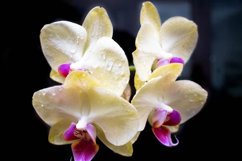 Fertilizer for Cattleya Orchids