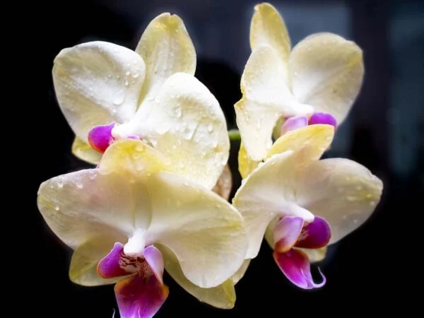 How Often Do Orchids Shed Their Flowers?