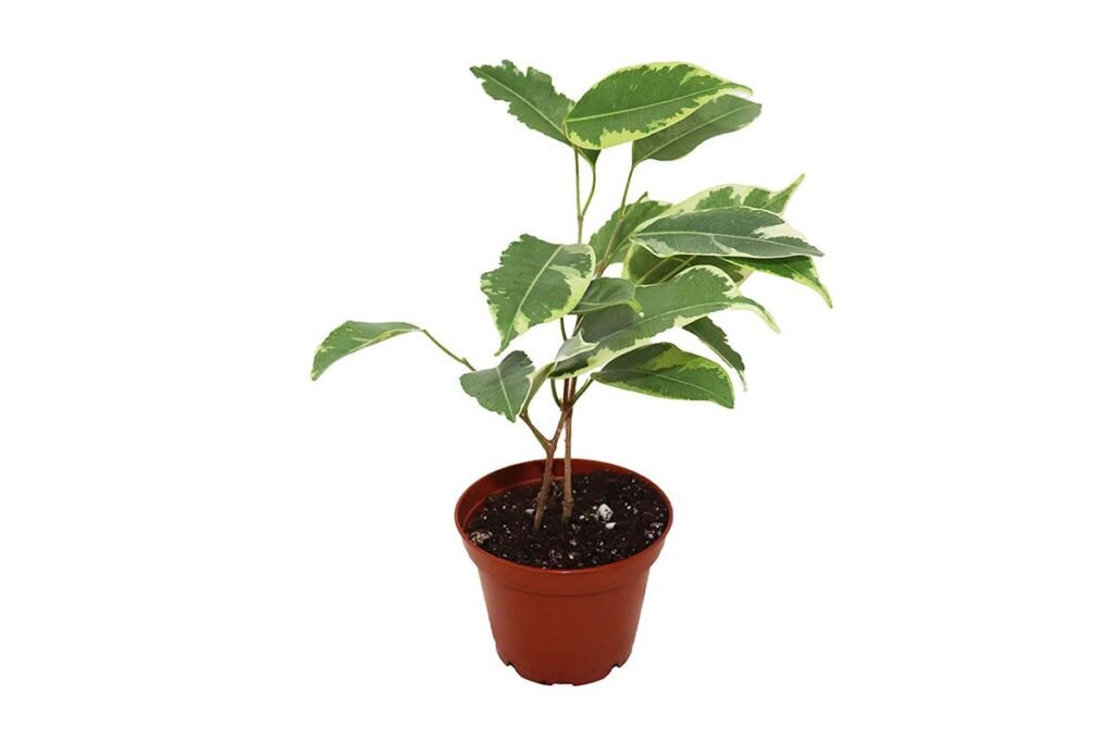 Ficus Benjamina