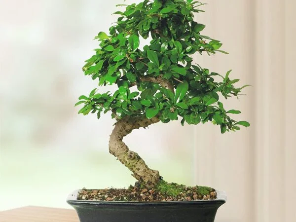 10 Best Bonsai Trees For Indoors