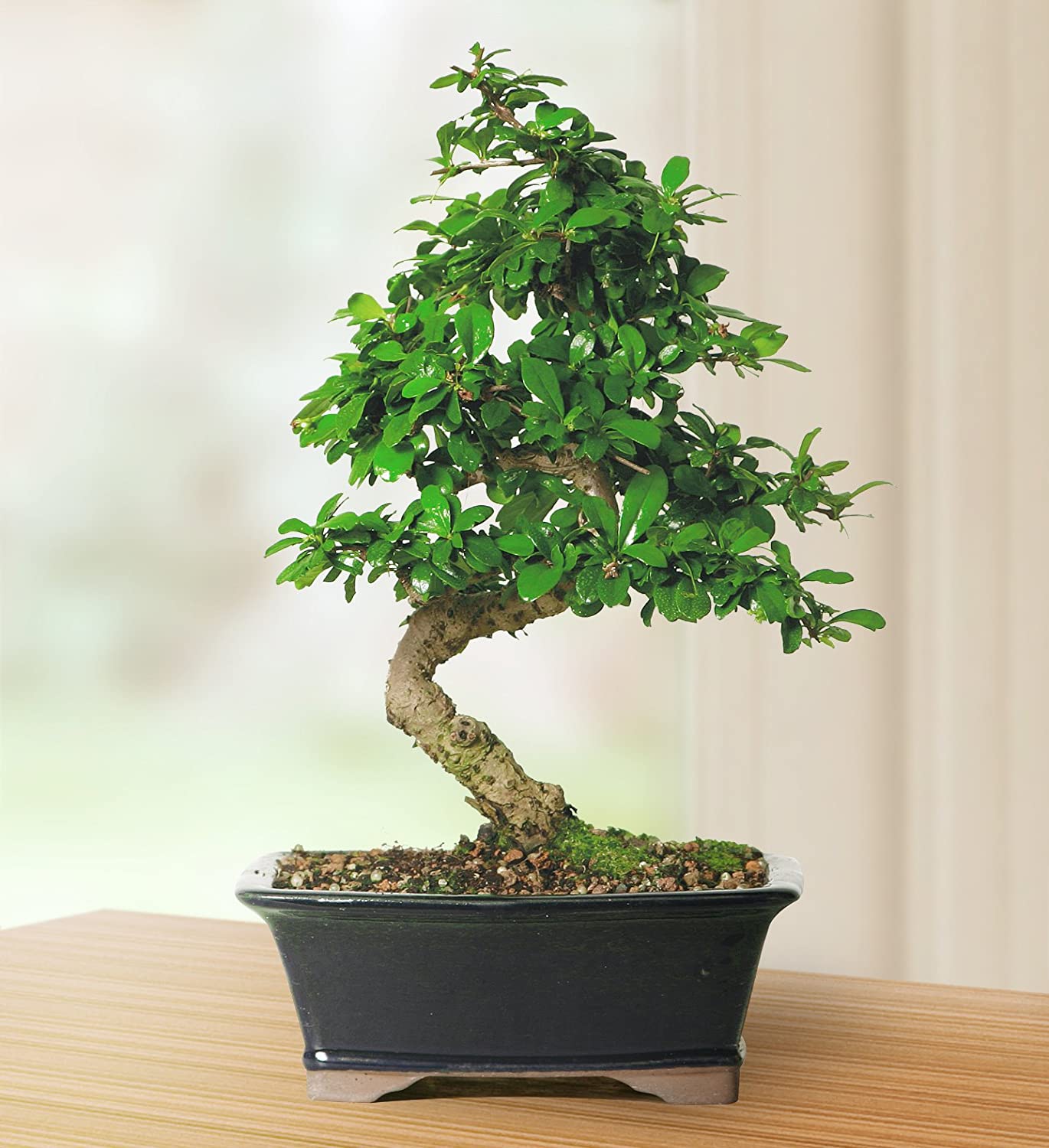 10 Best Bonsai Trees For Indoors