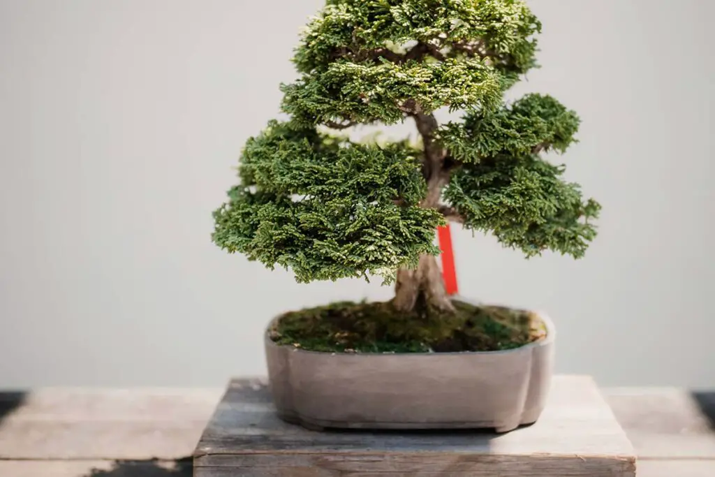 How Long Do Bonsai Trees Live