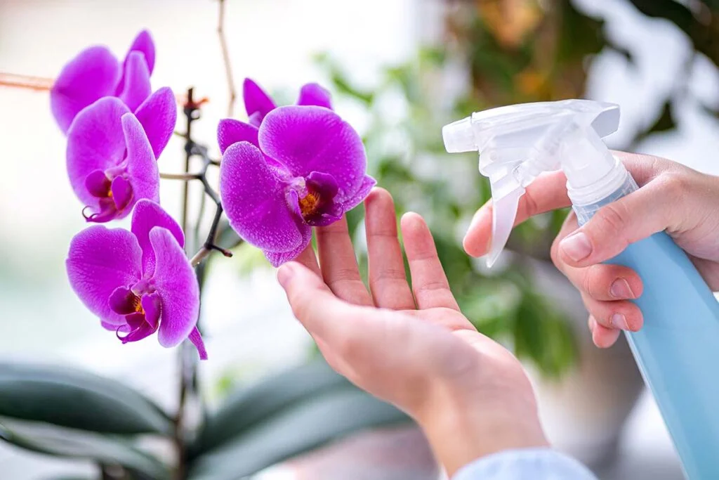 How to Take Care of Orchids Indoors