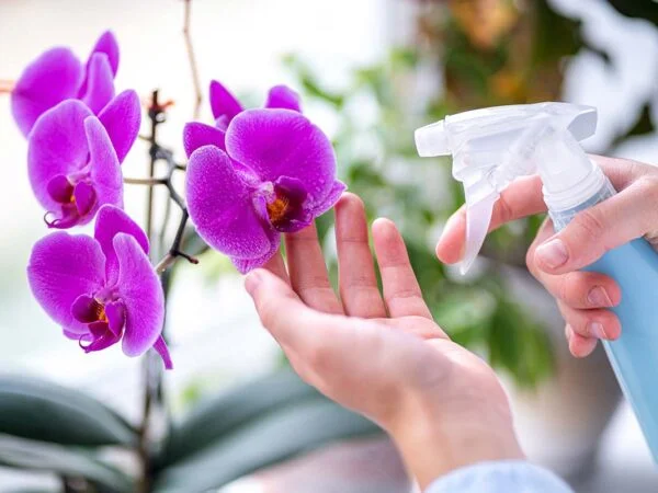 The Ultimate Guide: How to Take Care of Orchids Indoors?