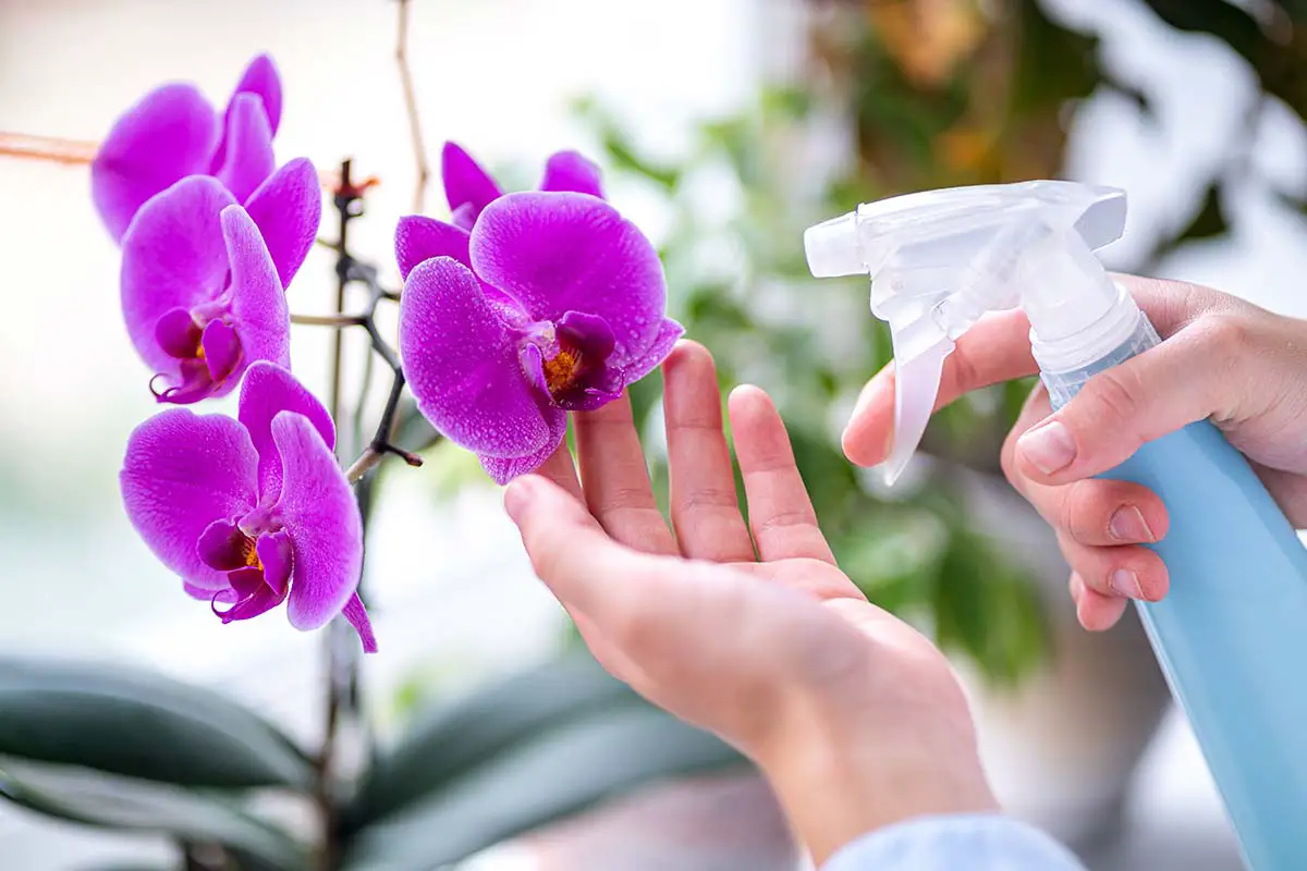 The Ultimate Guide: How to Take Care of Orchids Indoors?