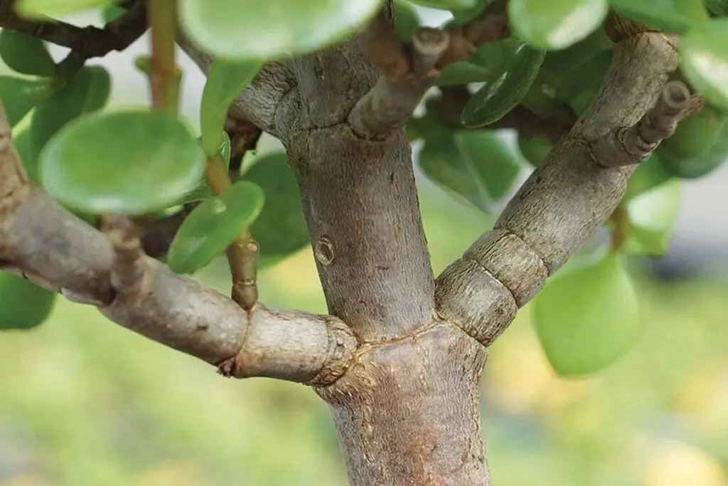 Jade Plant