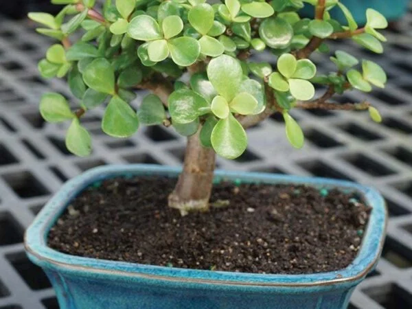 Jade Plant Care Guide: Indoor Growing Tips