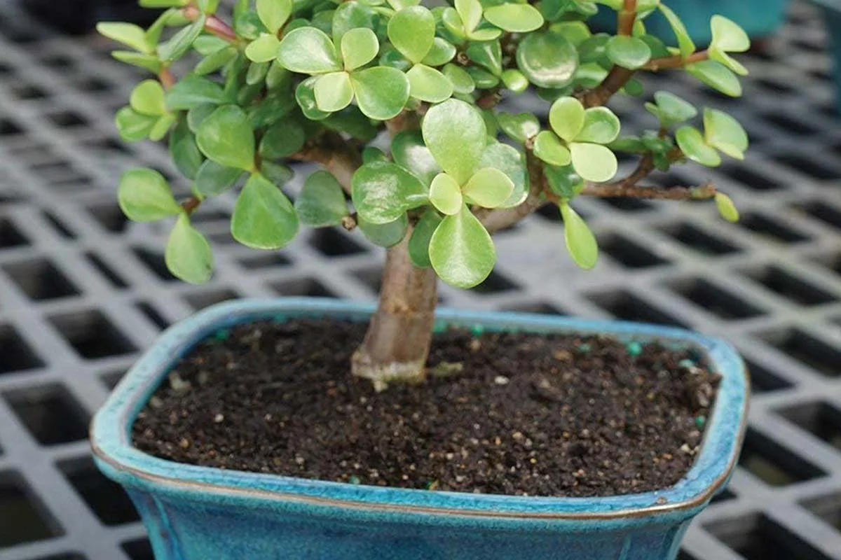 Jade Plant Care Guide: Indoor Growing Tips