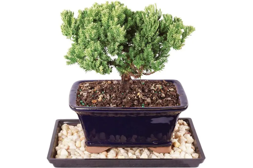 Best Bonsai Trees For Indoors