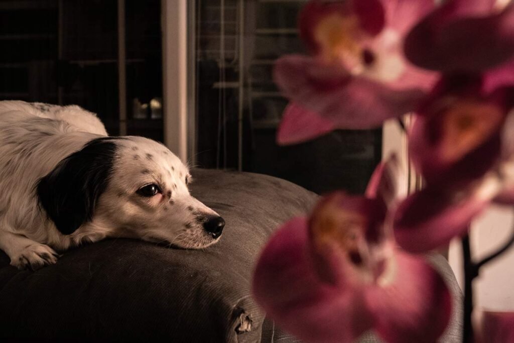 Are Orchids Poisonous to Dogs?