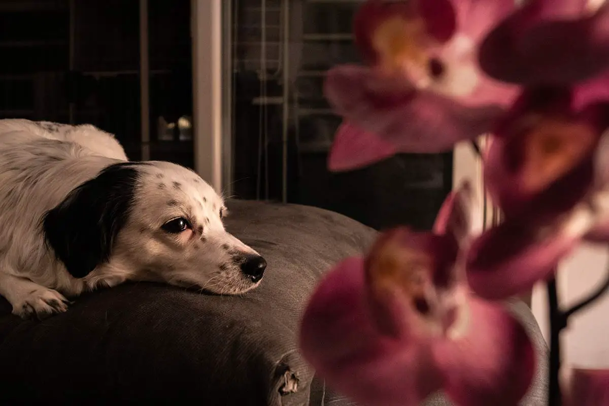 Are Orchids Poisonous To Dogs? PetSafe Houseplants Guide