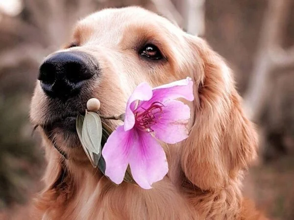 Are Orchids Poisonous to Dogs? Pet-Safe Houseplants Guide