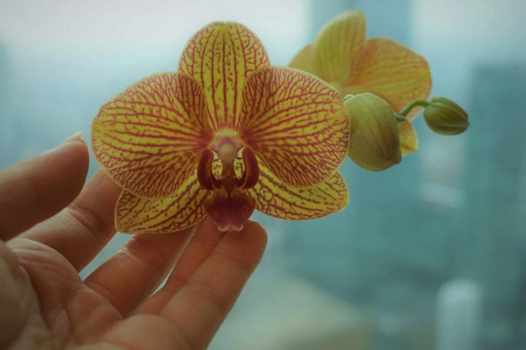 Are Orchids Poisonous to Humans