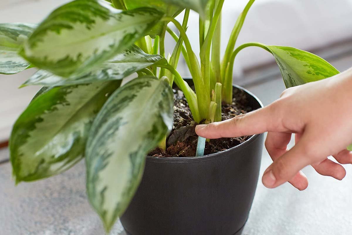 How to Care for Orchids Outside: Expert Tips