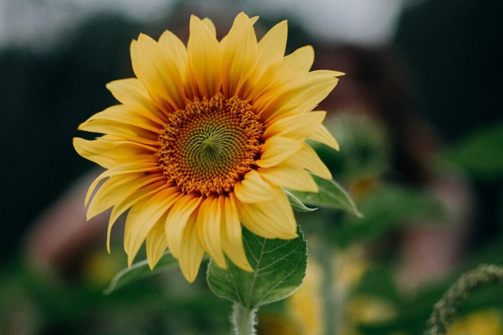How to Dry Sunflowers: 4 Easy Methods