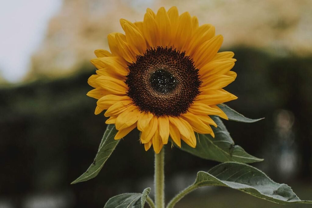 Facts About Sunflowers