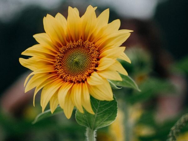 Facts About Sunflowers: 10 Surprising Insights