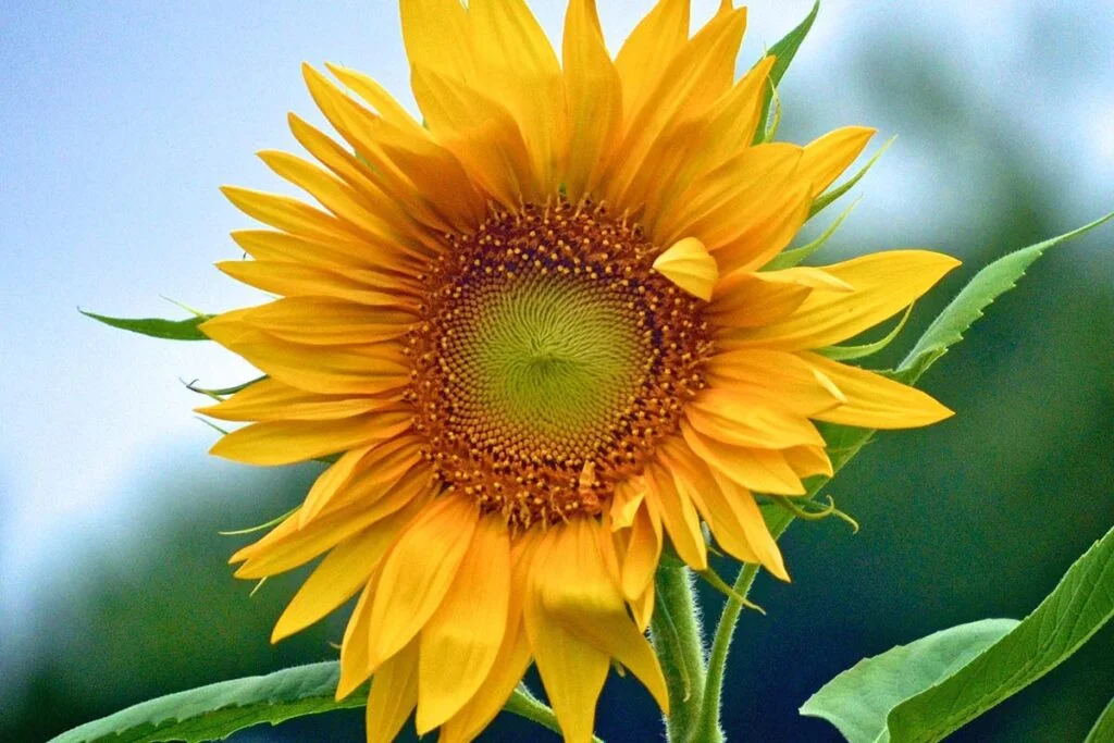 Sunflower Oil Benefits to Skin