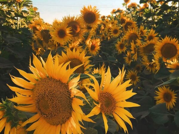 Sunflower Oil Benefits to Skin: 10 Reasons to Love It!