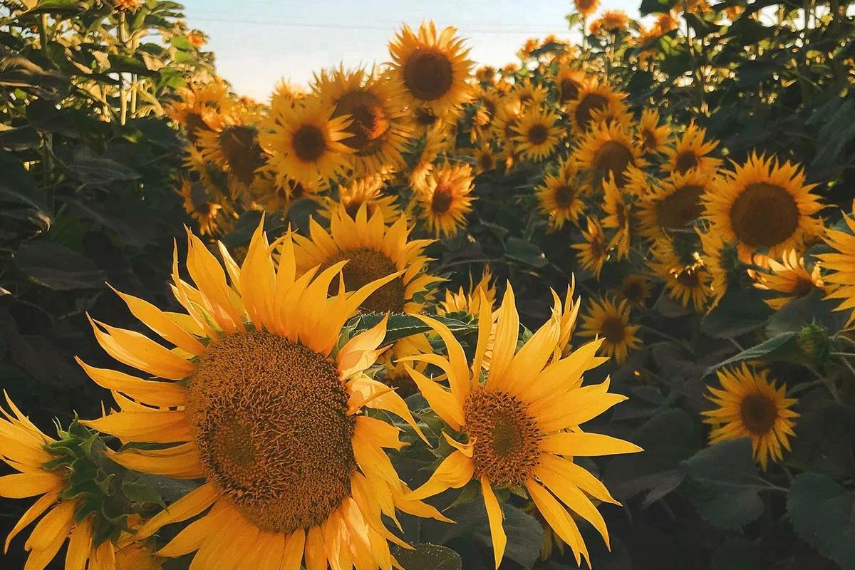 Sunflower Oil Benefits to Skin: 10 Reasons to Love It!