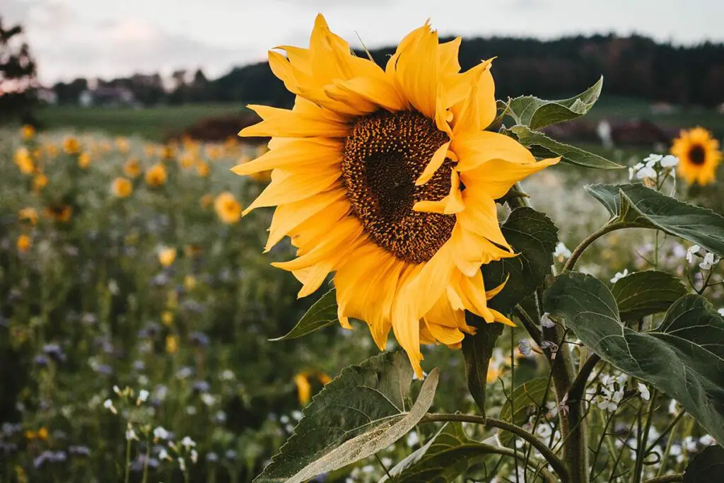 Sunflower Seeds Allergy Symptoms