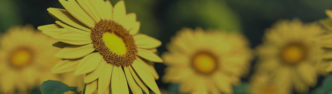 Unlocking the Beauty and Symbolism of Sunflowers