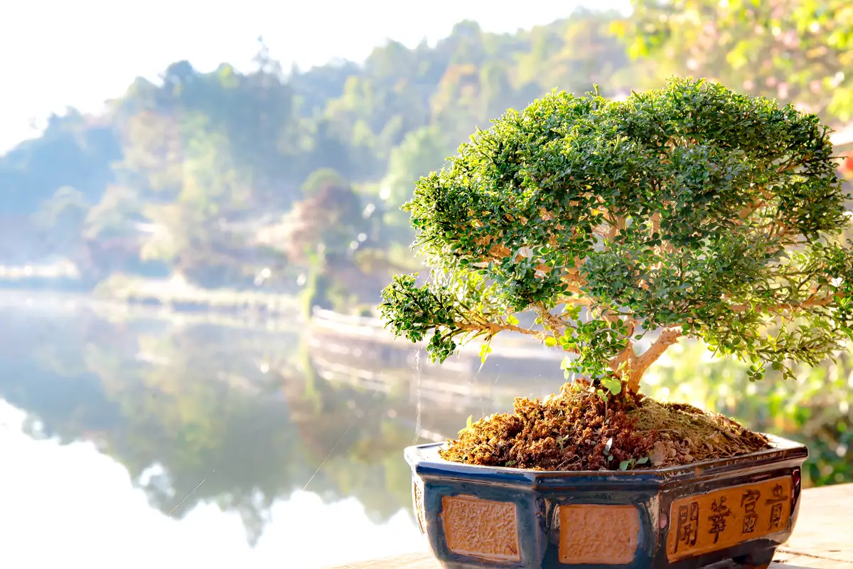 Types Of Bonsai Trees Indoor Care & Tips