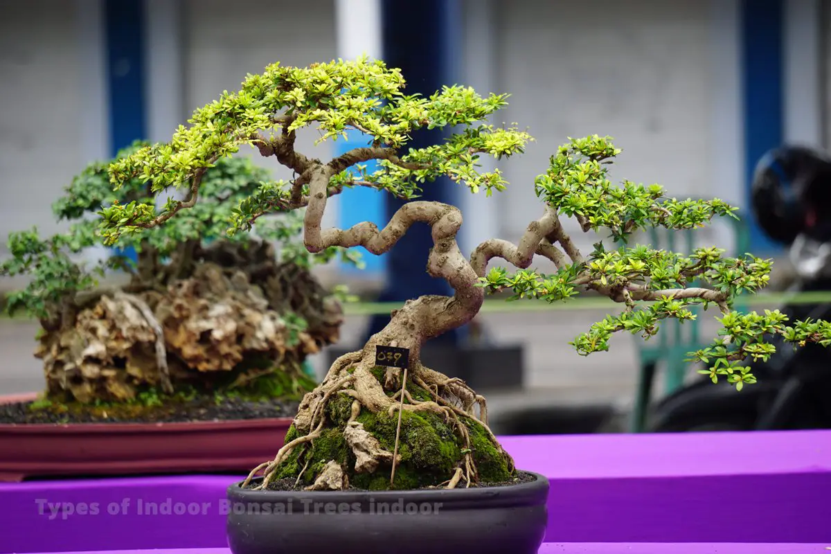 Best Types of Bonsai Trees Indoor: Care & Tips