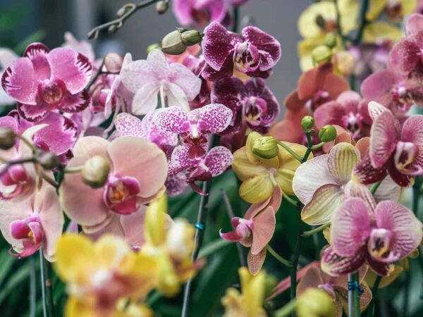 25 Types of Orchids: Stunning Houseplants Guide