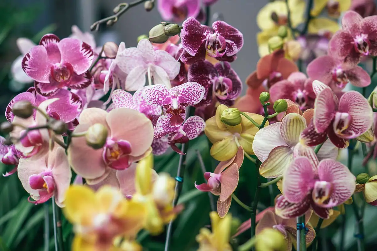 25 Types of Orchids: Stunning Houseplants Guide
