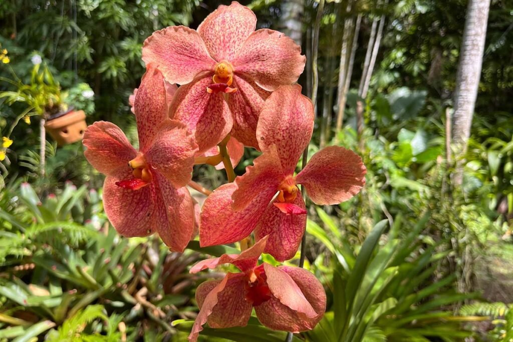 vanda orchid care