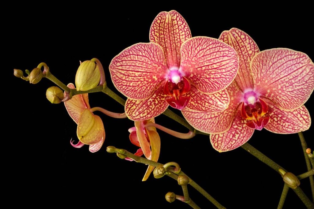 vanda orchid care