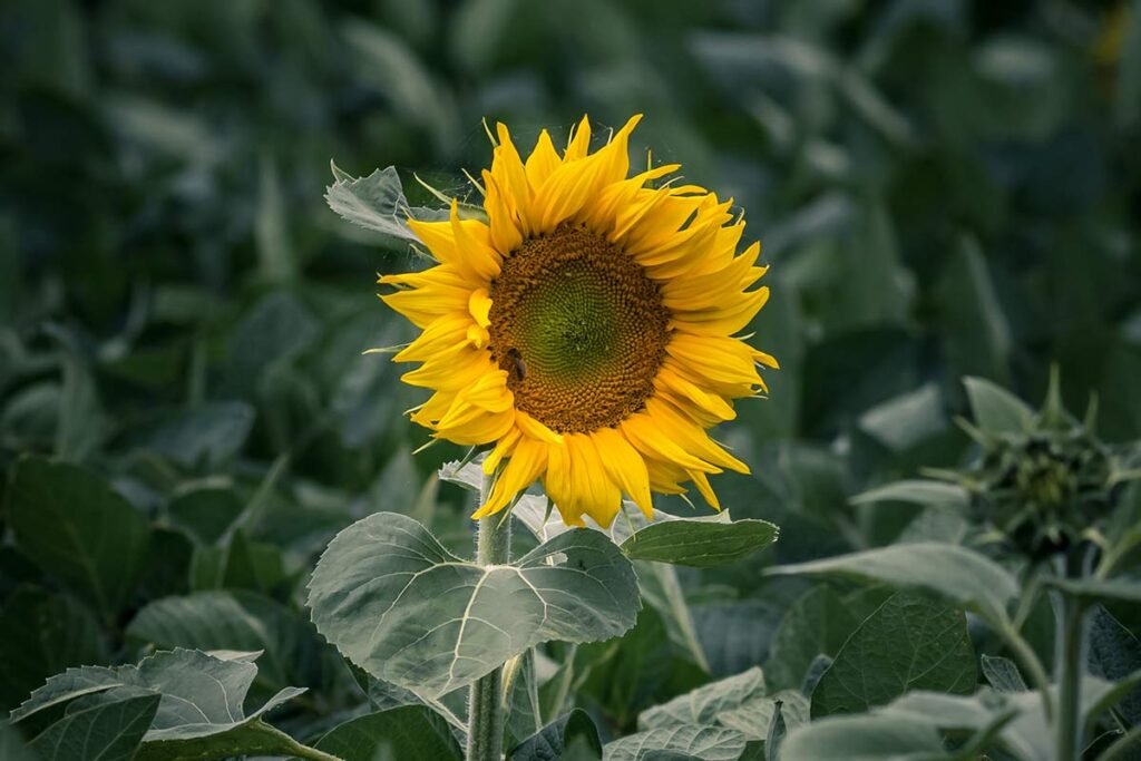 What Month to Plant Sunflowers