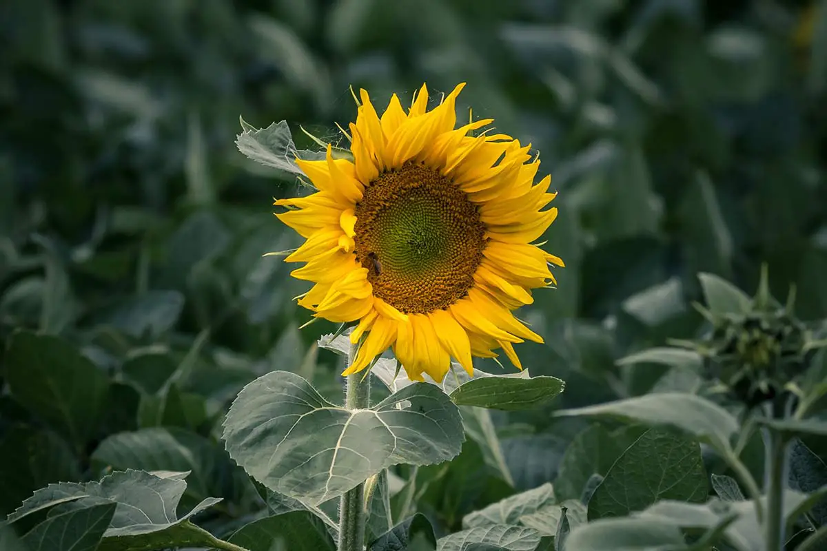 What Month To Plant Sunflowers Tips For Success