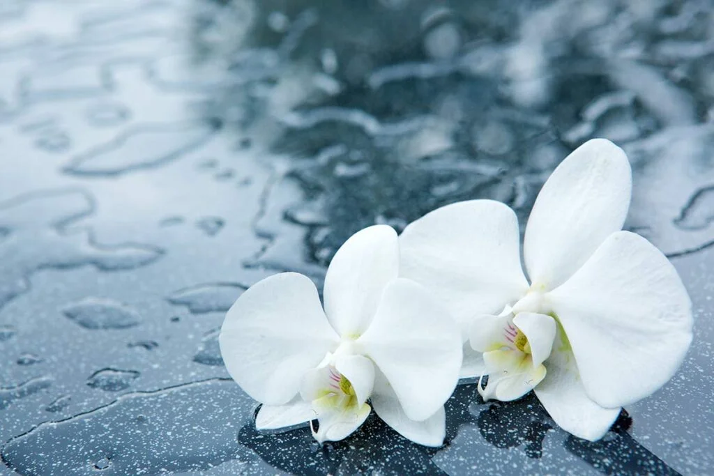 White Orchid Meaning