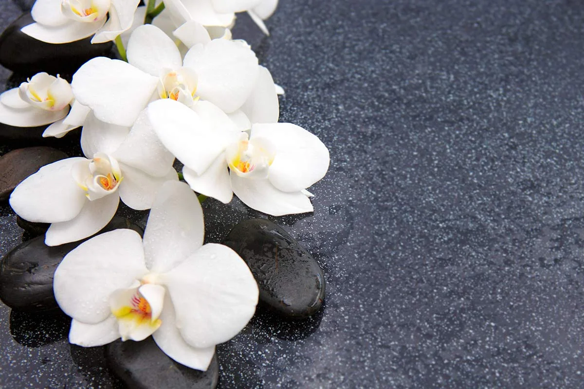 White Orchid Meaning 