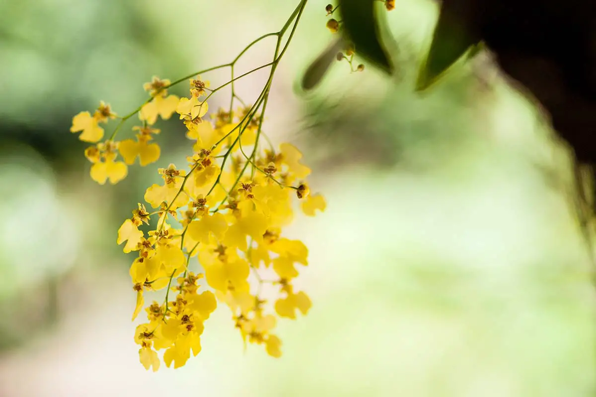 Yellow Orchid Meaning Symbolism And Insights