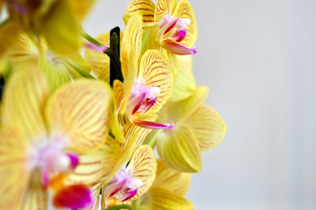 how often do orchids shed their flowers