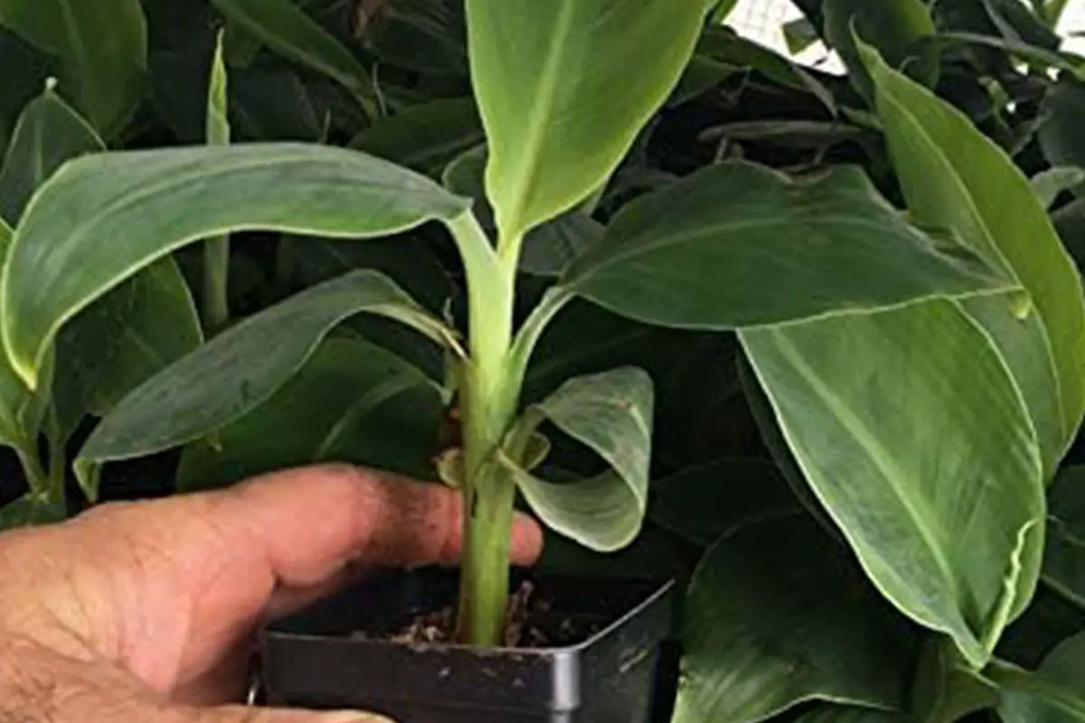 Growing And Caring For Bonsai Banana Trees A Complete Guide