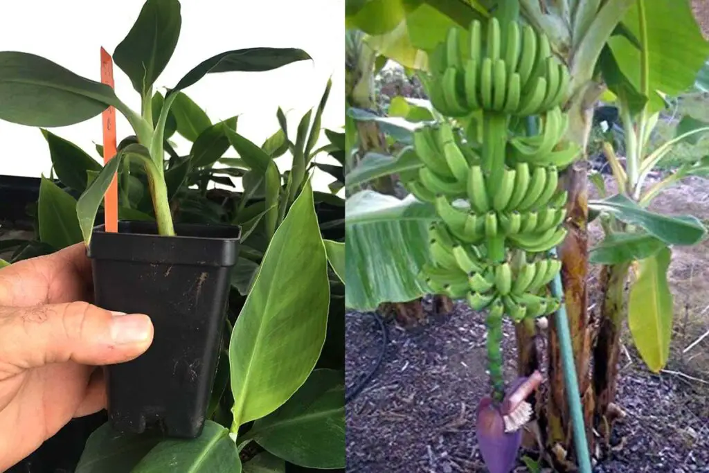Growing And Caring For Bonsai Banana Trees A Complete Guide