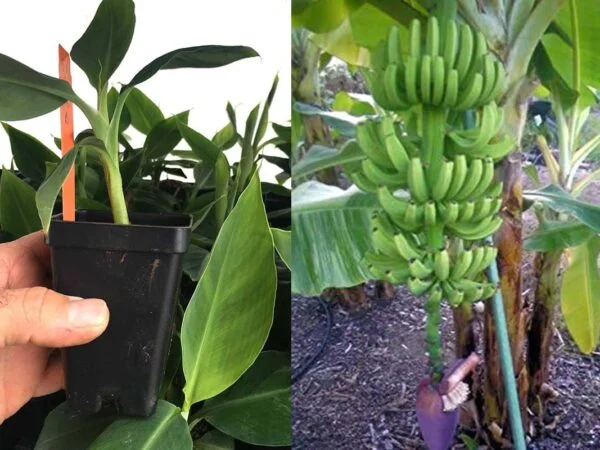 Growing and Caring for Bonsai Banana Trees: A Complete Guide