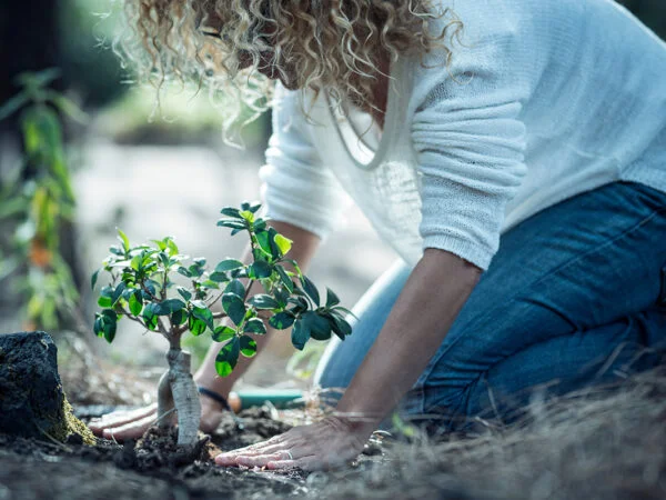 Do Bonsai Trees Purify Air? Discover the Benefits of Air-Purifying Bonsai