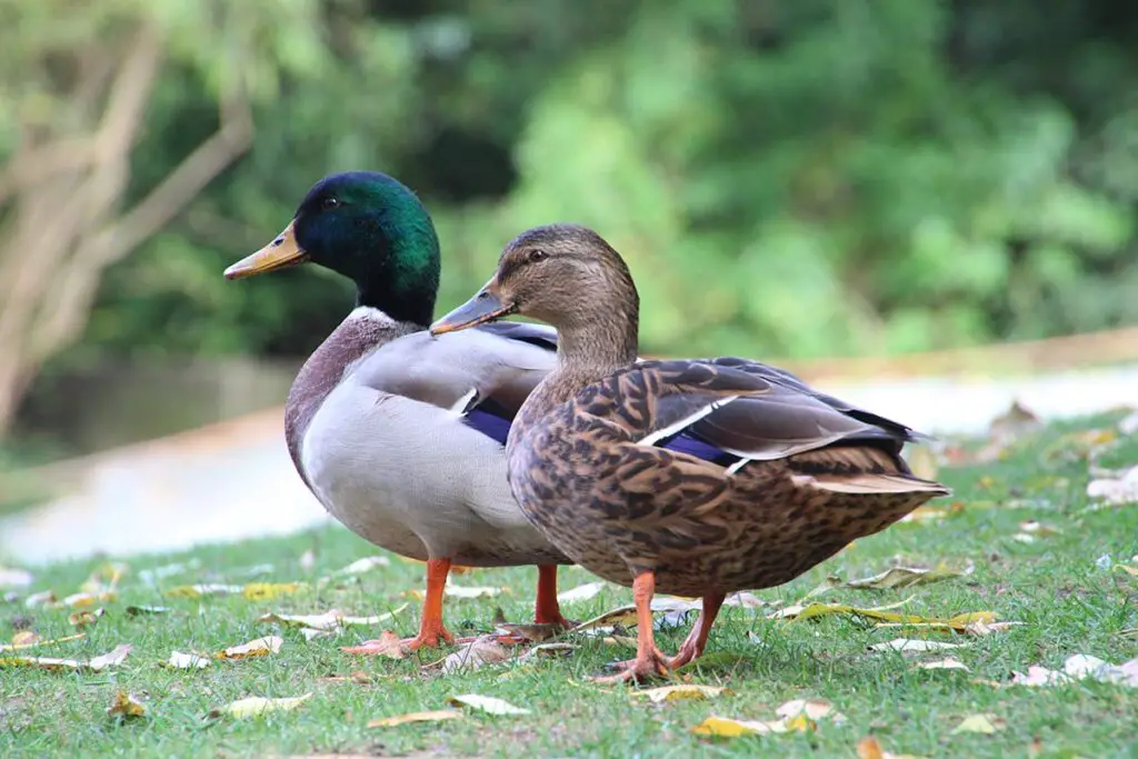 Can Ducks Eat Sunflower Seeds