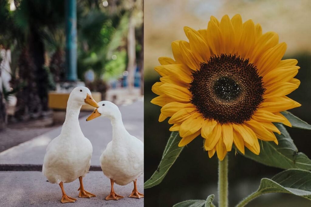 Can Ducks Eat Sunflower Seeds