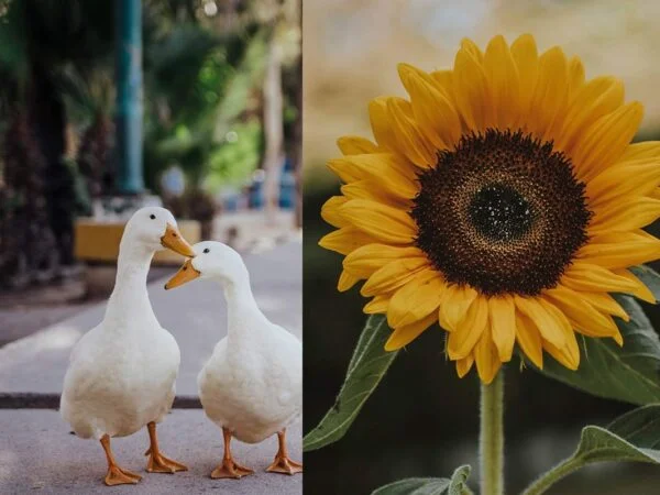 Can Ducks Eat Sunflower Seeds? A Complete Guide